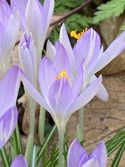 Crocus tommasinianus