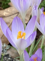 Crocus tommasinianus