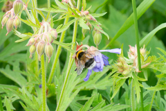 Bombus sporadicus