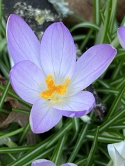Crocus tommasinianus