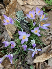 Crocus tommasinianus
