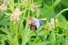 Bombus sporadicus