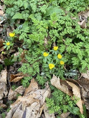 Eranthis hyemalis