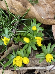 Eranthis hyemalis