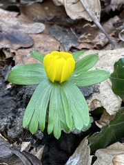 Eranthis hyemalis