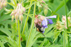 Bombus sporadicus
