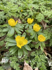 Eranthis hyemalis