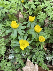 Eranthis hyemalis