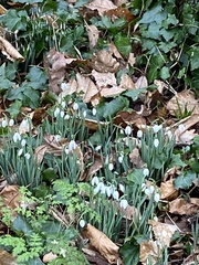 Galanthus nivalis