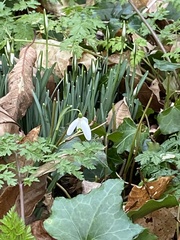 Galanthus nivalis