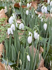 Galanthus nivalis