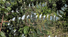 Eucalyptus cinerea image
