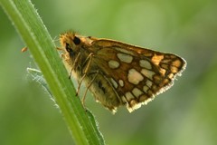 Carterocephalus