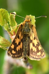 Carterocephalus