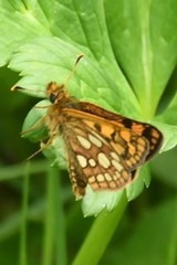 Carterocephalus
