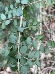 Magnoliopsida