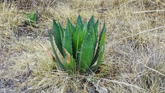 Agave inaequidens