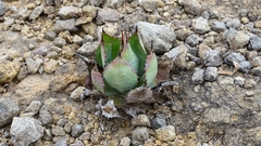 Agave inaequidens