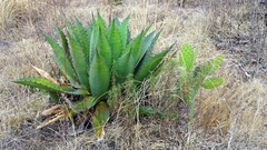 Agave inaequidens