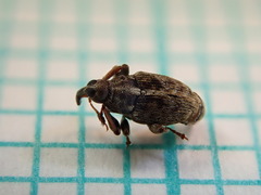 Poecilma capucinus