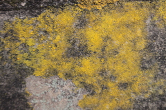 Flavoplaca citrina
