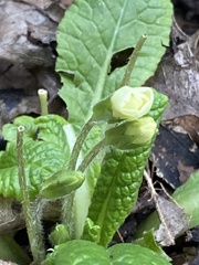 Primula vulgaris
