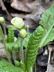 Primula vulgaris
