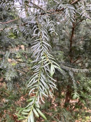 Taxus baccata
