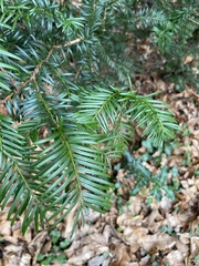 Taxus baccata