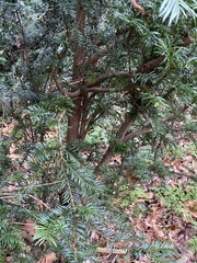 Taxus baccata