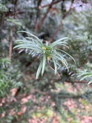 Taxus baccata