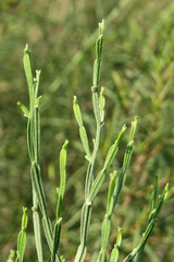 Baccharis articulata