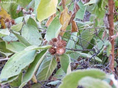 Nahuatlea magna