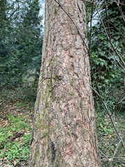 Larix decidua