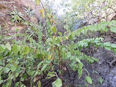 Nahuatlea magna