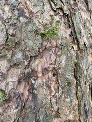 Larix decidua