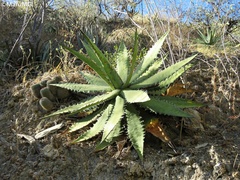 Agave xylonacantha