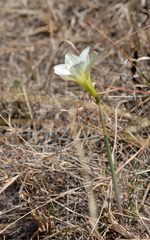 Zephyranthes concolor