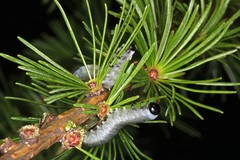 Pristiphora erichsonii