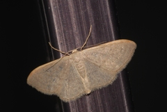 Idaea distinctaria