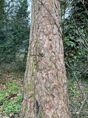 Larix decidua