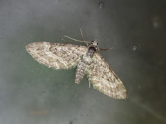Eupithecia inturbata
