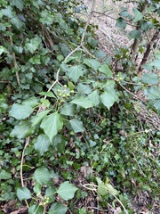 Hedera helix