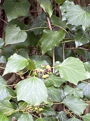 Hedera helix