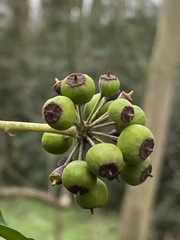 Hedera helix