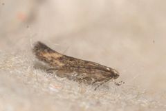 Coccidiphila gerasimovi