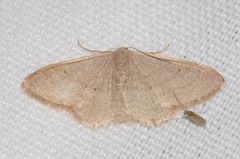 Idaea distinctaria