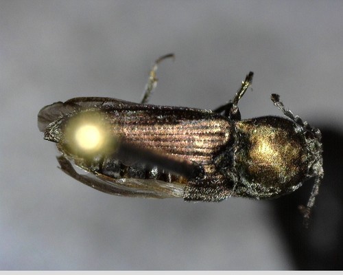 iNaturalist observation photo of Cardiophorus aeneus