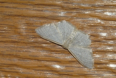 Idaea distinctaria