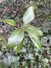 Quercus ilex